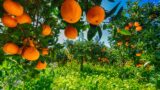 ナポリのカポディモンテの森での柑橘類のフェスティバル：テイスティング、ガイド付きツアー、ワークショップ