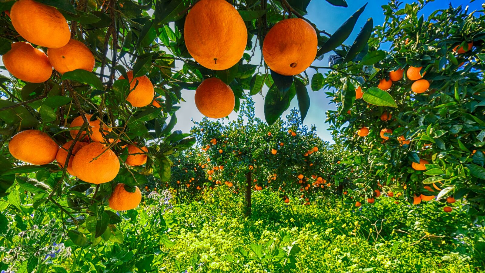 Ripe oranges on tree in orange garden.