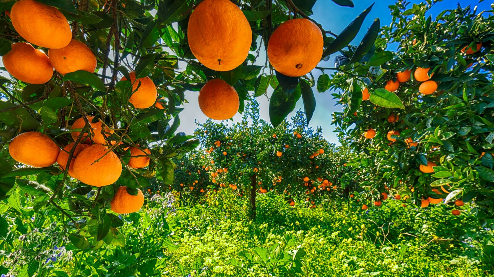 Laranjas maduras na árvore no jardim laranja.