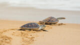La migración de las tortugas en Bacoli, un evento natural increíble