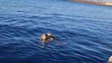 Coppia di tartarughe Caretta Caretta avvistata nel mare di Napoli!