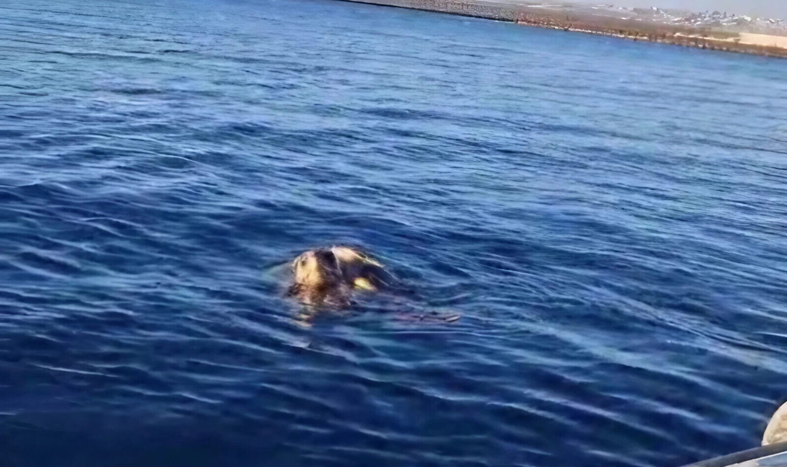 caretta caretta turtles in Naples