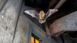 Pourquoi la chauve-souris s'appelle-t-elle ainsi ? Origines du mot, étymologie et curiosité
