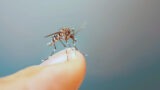 Virus Chikungunya, stop a feste e sagre al Nord. Di cosa si tratta e la situazione in Campania (al momento sotto controllo)