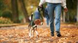 Dove portare il cane a Napoli, migliori parchi per le passeggiate