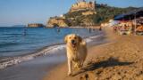 Bacoli, cani in spiaggia confermati anche per l’estate 2026: l’ordinanza del Comune