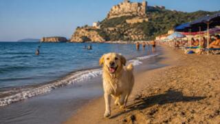 Bacoli, cani in spiaggia confermati anche per l’estate 2026: l’ordinanza del Comune