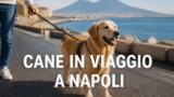 Come gestire il cane in viaggio a Napoli: veterinari, dog sitter e spiagge pet-friendly