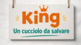 King Un cucciolo da salvare su Italia 1 stasera