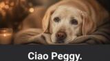 Enzo Salvi, morta la cagnolina Peggy: «Eri la mia ombra, grazie per aver reso più bella la mia vita»