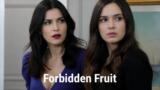 Forbidden Fruit, anticipazioni 29 luglio: Yildiz trama contro Ender, Mert sposa Zara