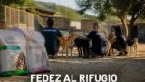 Fedez e Giulia Honegger, visita al rifugio per cani e gatti di Olbia: sacchi di cibo e carezze per gli animali abbandonati