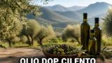 I migliori frantoi del Cilento: dove comprare l’olio extravergine DOP