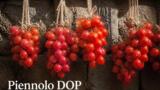 Il pomodorino del Piennolo del Vesuvio DOP: dove comprarlo