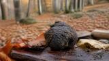 Il tartufo di Bagnoli Irpino: dove comprarlo