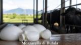 La mozzarella di bufala: i migliori caseifici del Litorale Domizio