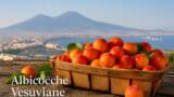 L’albicocca vesuviana: dove comprarla