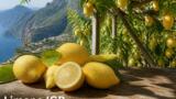 Limone Costa d’Amalfi IGP: i migliori produttori dove comprarlo