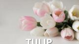 Travis Barker e Kourtney Kardashian: il lutto Tulip