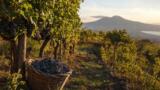 Vendemmia in Campania 2027: cantine, eventi e degustazioni
