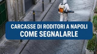 Carcasse di roditori in strada a Napoli, come segnalarle
