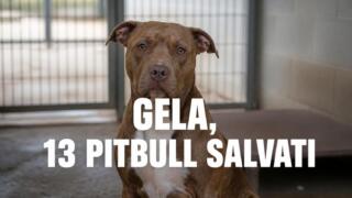 Gela, 13 pitbull salvati dai combattimenti clandestini