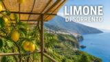 Limone di Sorrento: origine, storia ed evoluzione del re degli agrumi campani