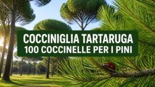 Napoli, 100 coccinelle contro la cocciniglia tartaruga dei pini