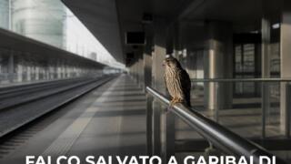 Napoli, falco ferito salvato alla stazione EAV Garibaldi