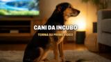 Cani da incubo torna su Prime Video dopo mesi di polemiche. Perché era sparito? Le parole di Tommaso Castellano