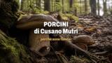 Perché i funghi porcini di Cusano Mutri sono così famosi