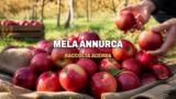 Perché la mela annurca viene raccolta ancora acerba