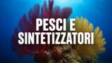 Pesci e Sintetizzatori: arte, musica e mare al Bikini di Vico Equense